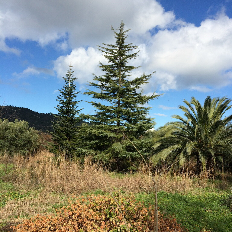 Terrain en Sithonie, Grèce, 3 750 m² - image 1