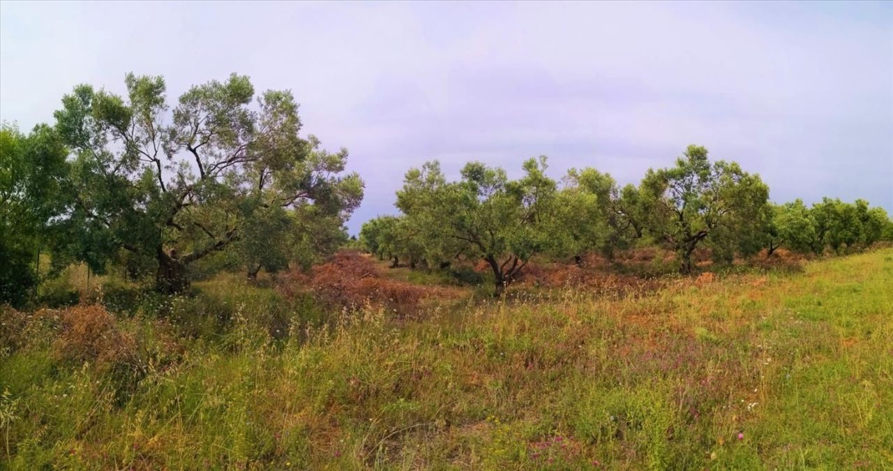 Terrain en Sithonie, Grèce, 5 330 m² - image 1