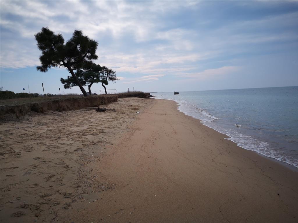 Terrain en Chalcidique, Grèce, 8 000 m² - image 1