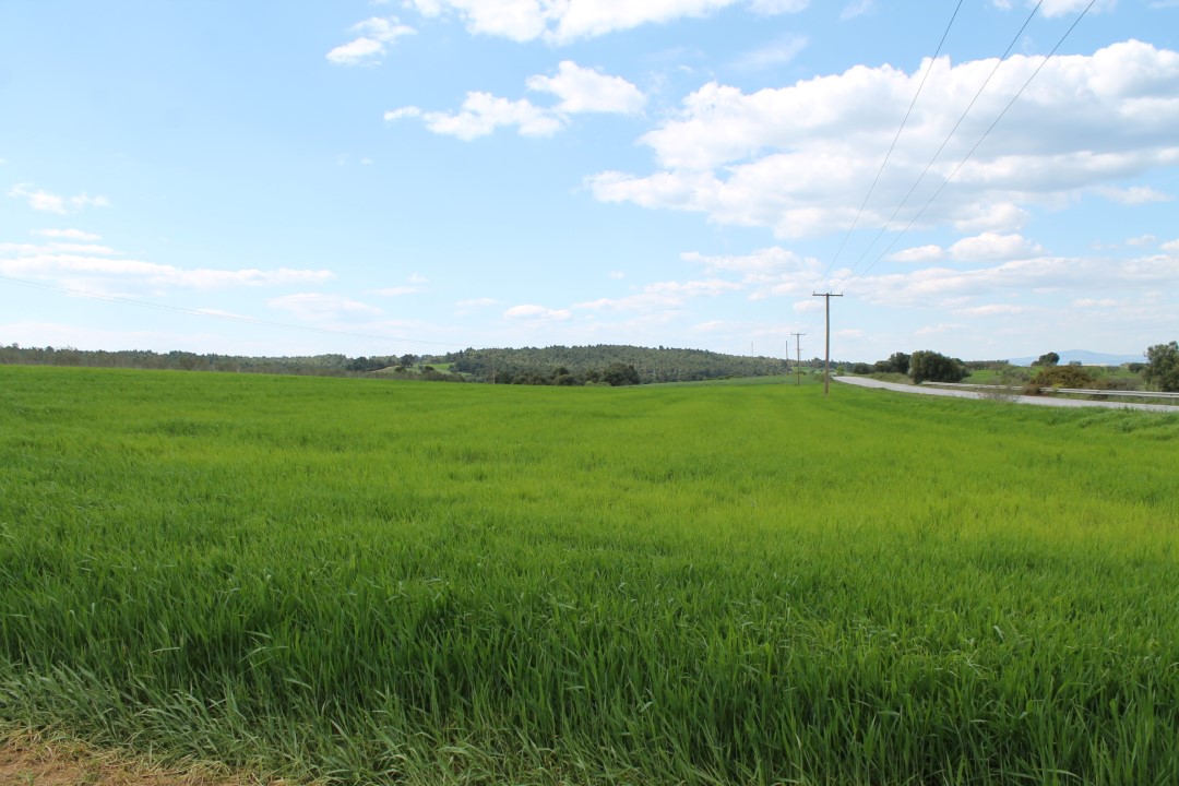 Terrain à Kassandra, Grèce, 7 500 m² - image 1