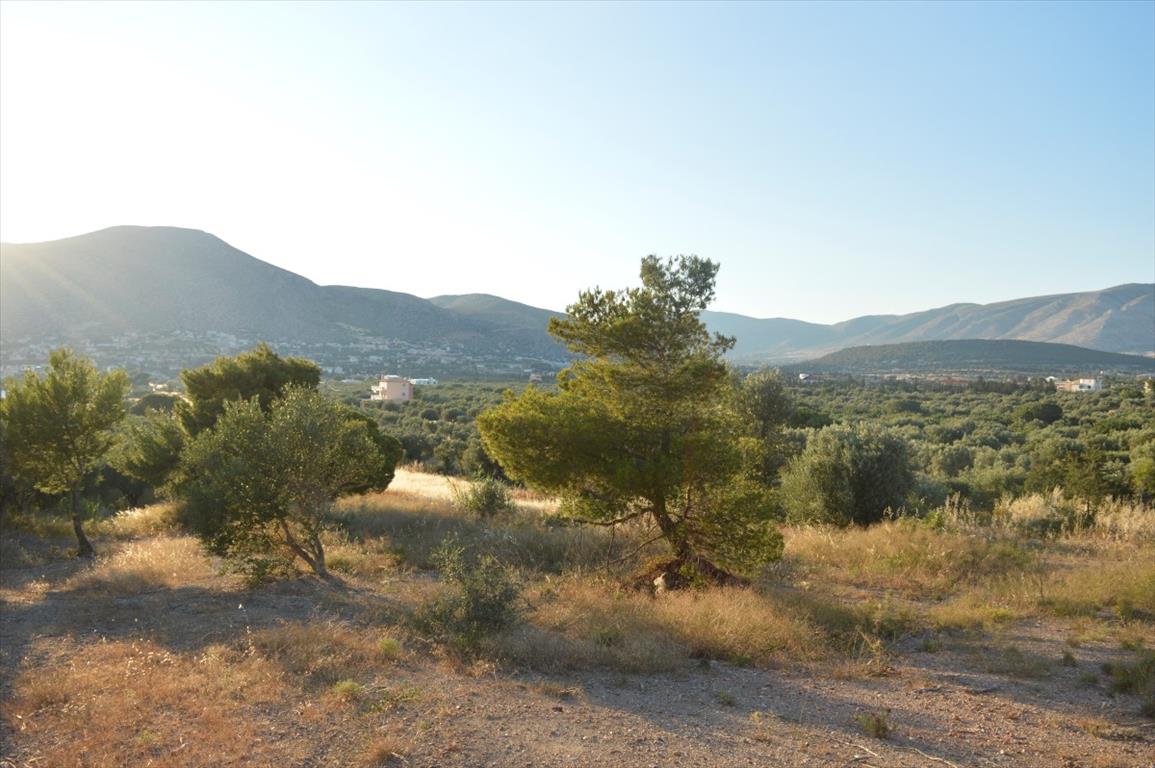 Terrain en Attique, Grèce, 12 600 m² - image 1