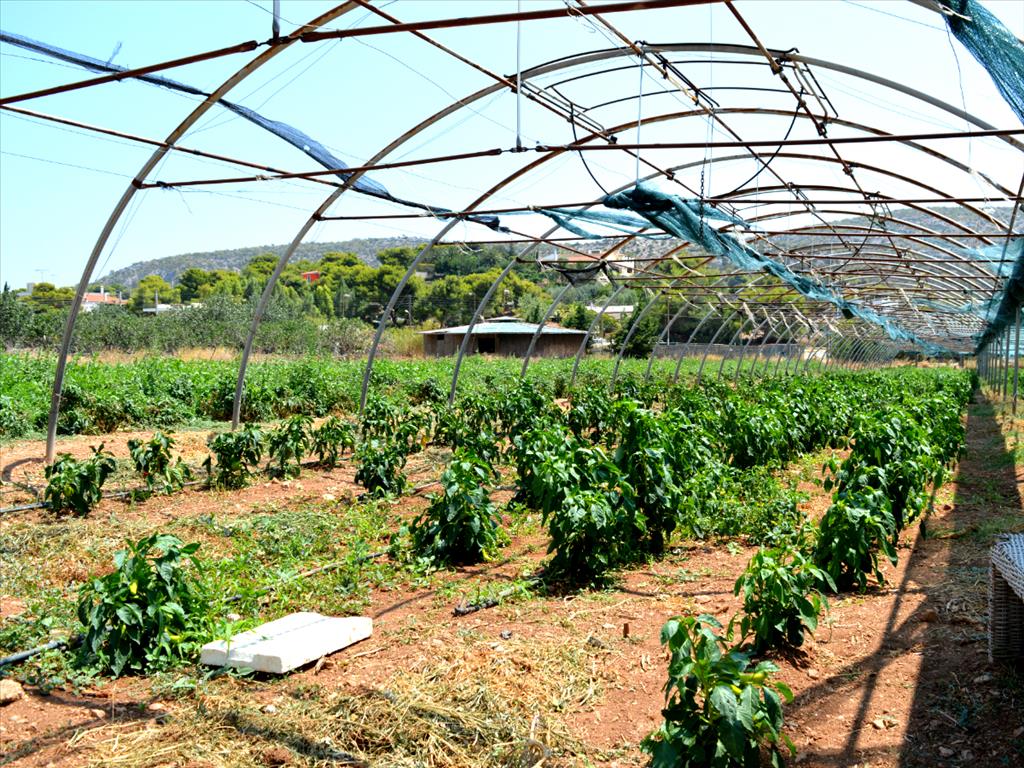 Land in Attica, Greece, 4 000 m² - picture 2