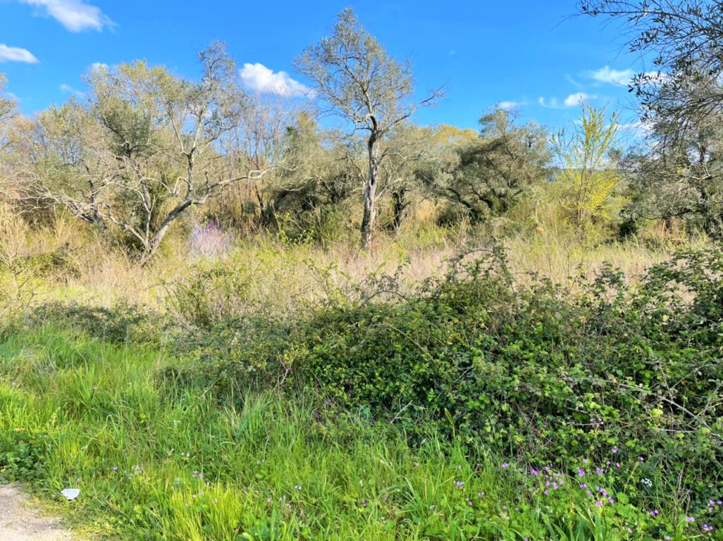 Land in Corfu, Greece, 4 100 m² - picture 2