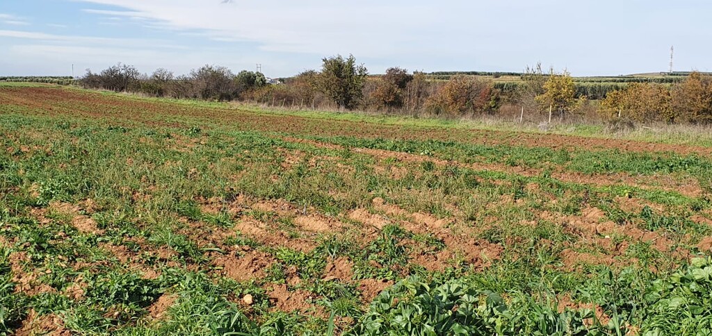 Land in Chalkidiki, Greece, 10 000 m² - picture 2