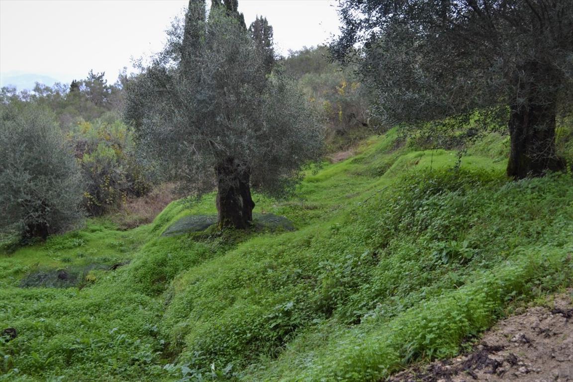 Grundstück in Korfu, Griechenland, 10 000 m² - Foto 2