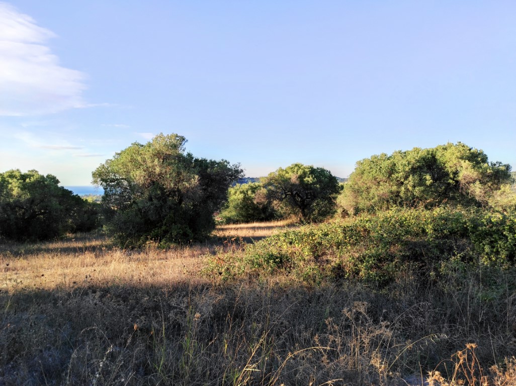 Land in Kassandra, Greece, 5 500 m² - picture 2