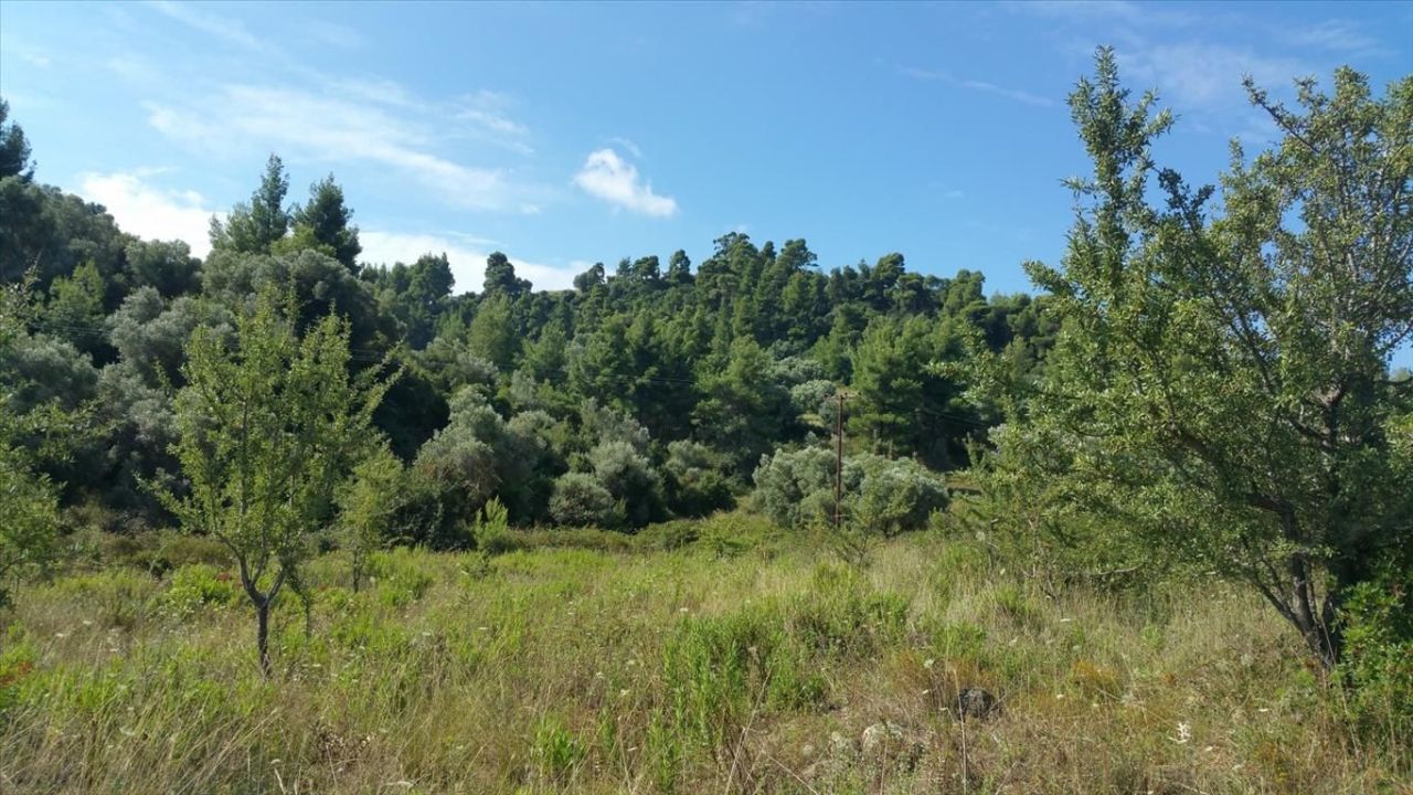 Grundstück in Kassandra, Griechenland, 9 000 m² - Foto 2