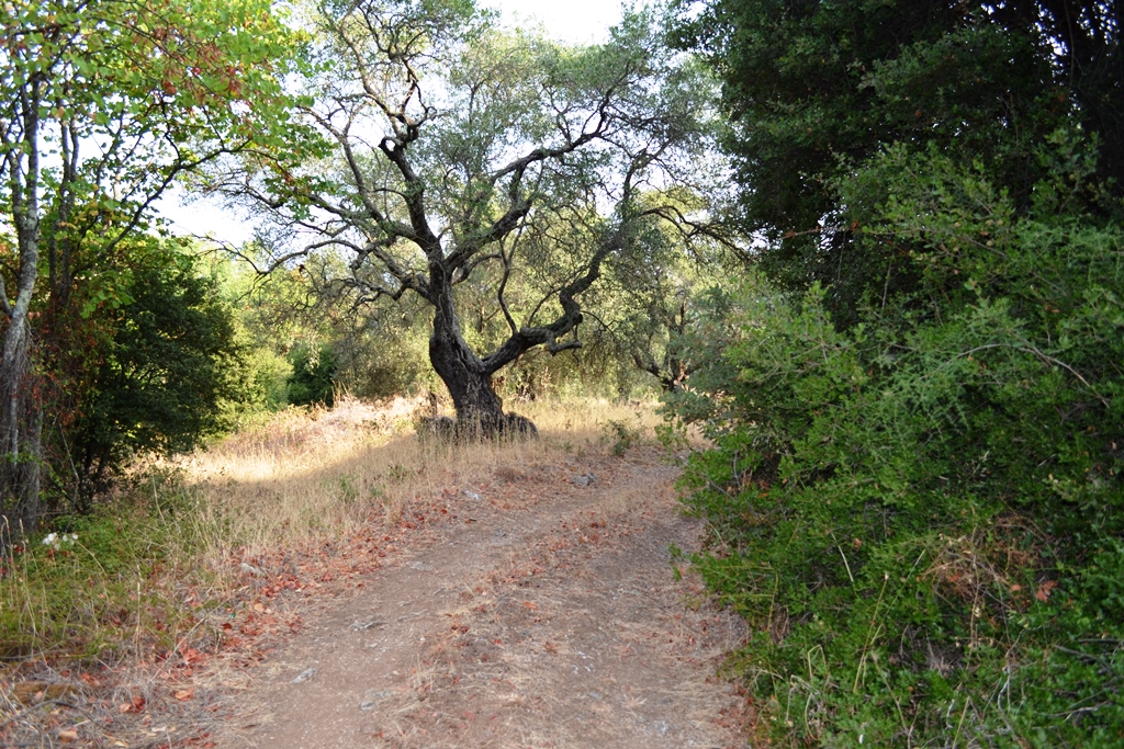 Land in Corfu, Greece, 6 500 m² - picture 2