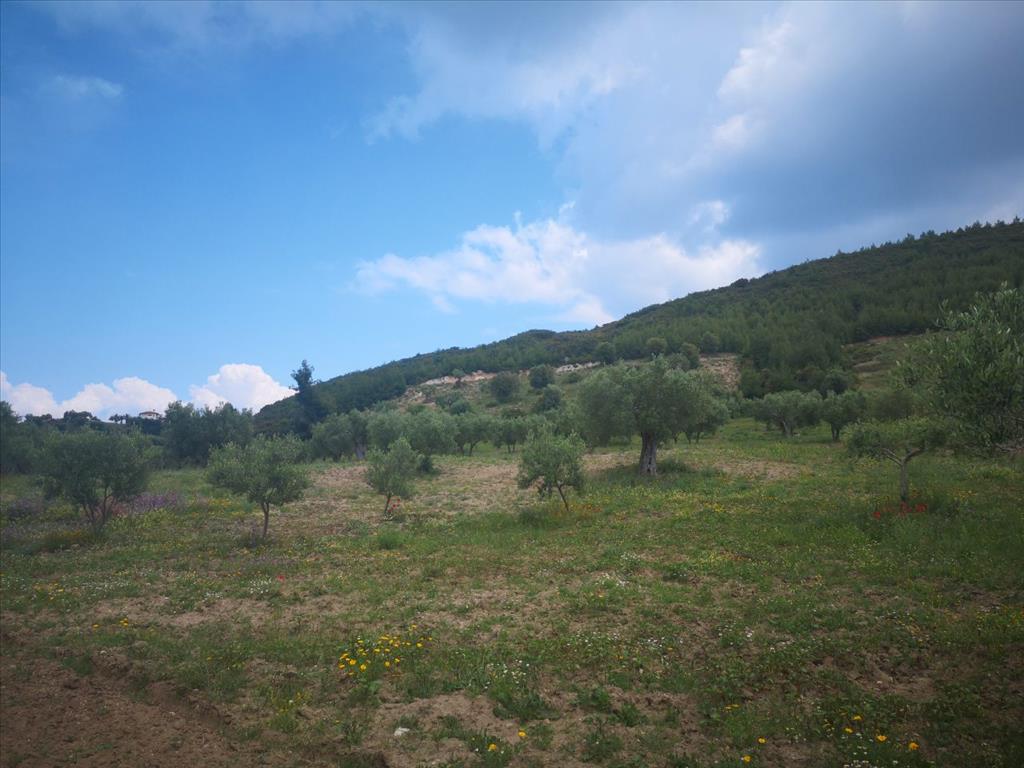 Grundstück in Kassandra, Griechenland, 18 500 m² - Foto 2