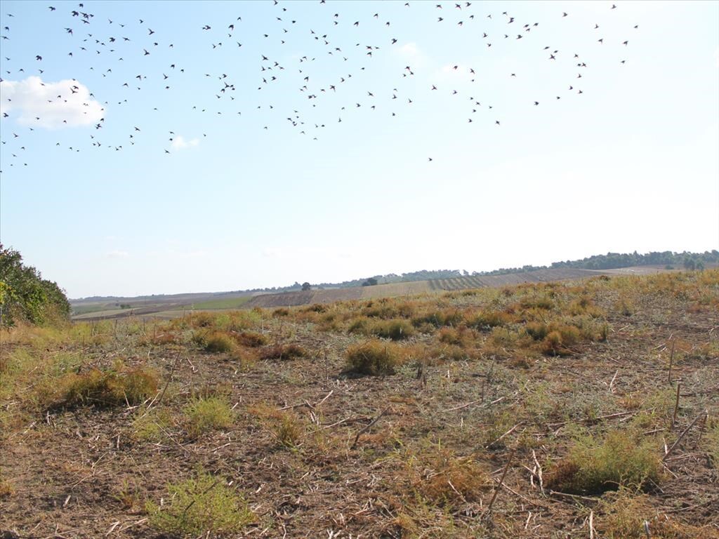 Terrain à Kassandra, Grèce, 4 500 m² - image 3