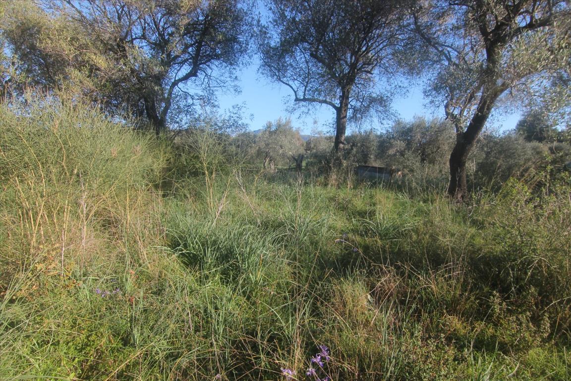 Terreno en Corfú, Grecia, 4 131 m² - imagen 3