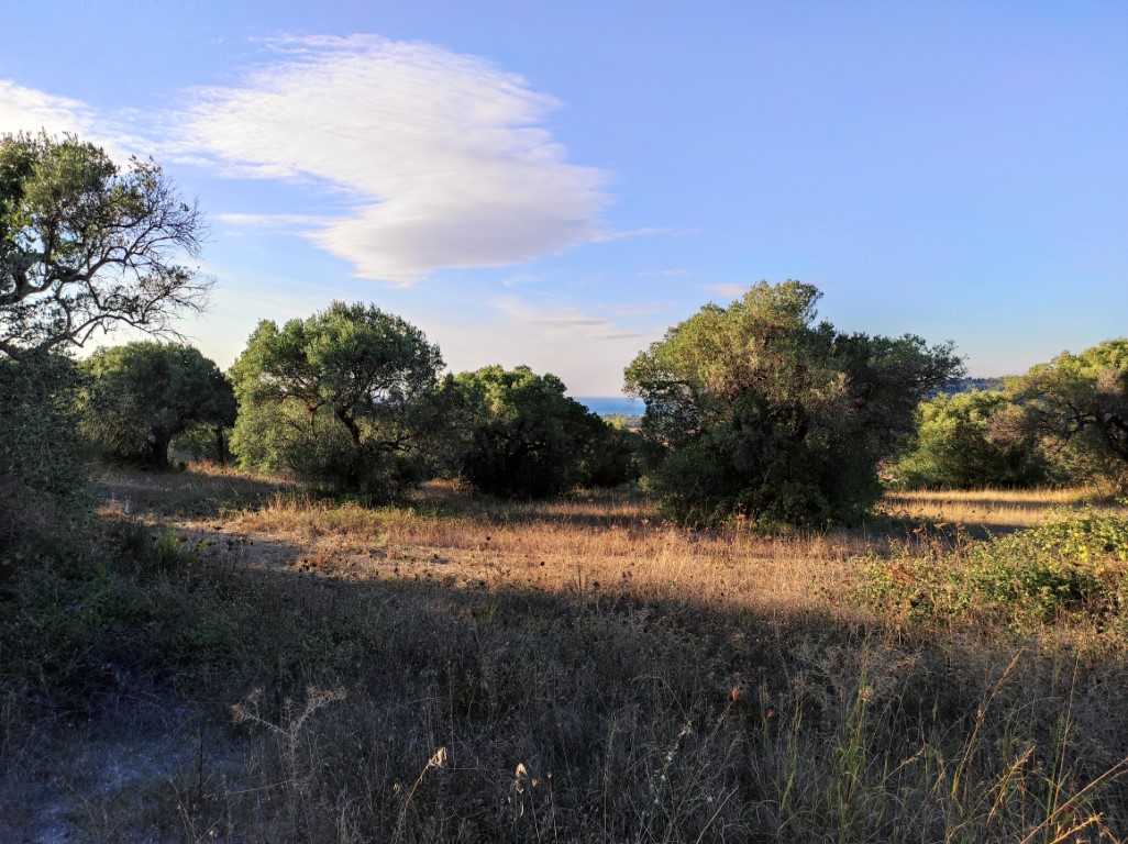 Land in Kassandra, Greece, 5 500 m² - picture 3