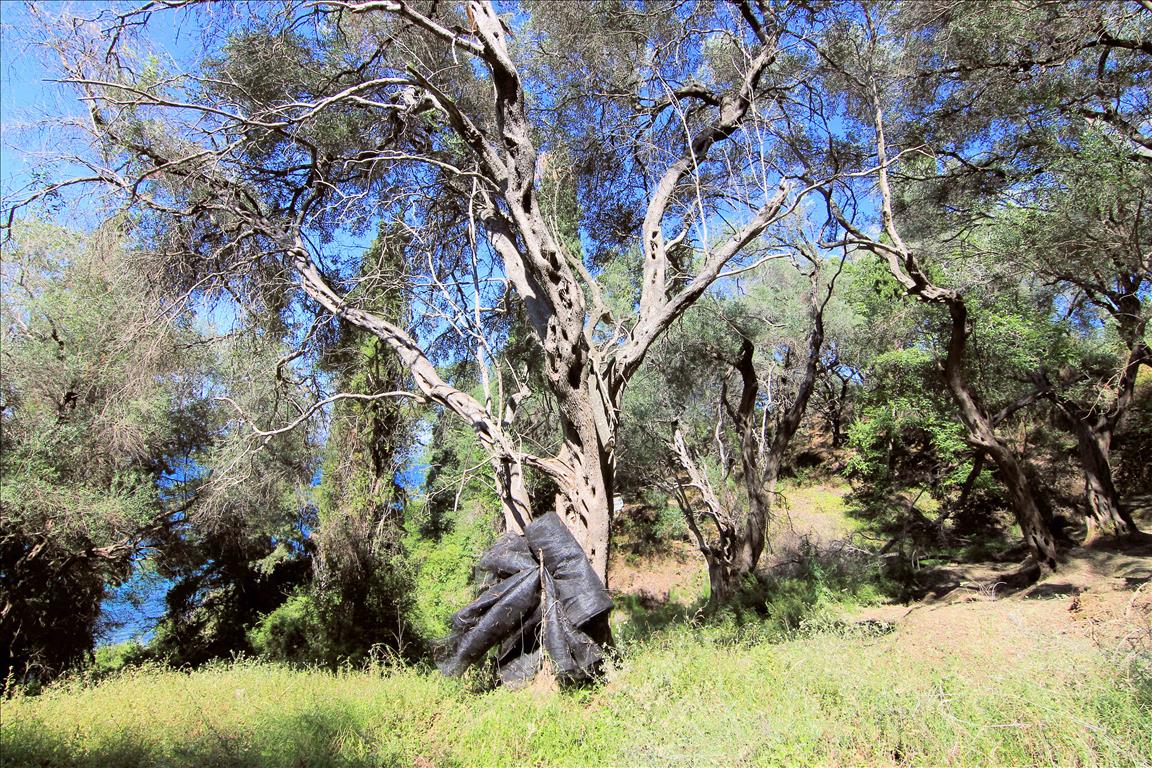Terrain à Corfou, Grèce, 10 000 m² - image 3