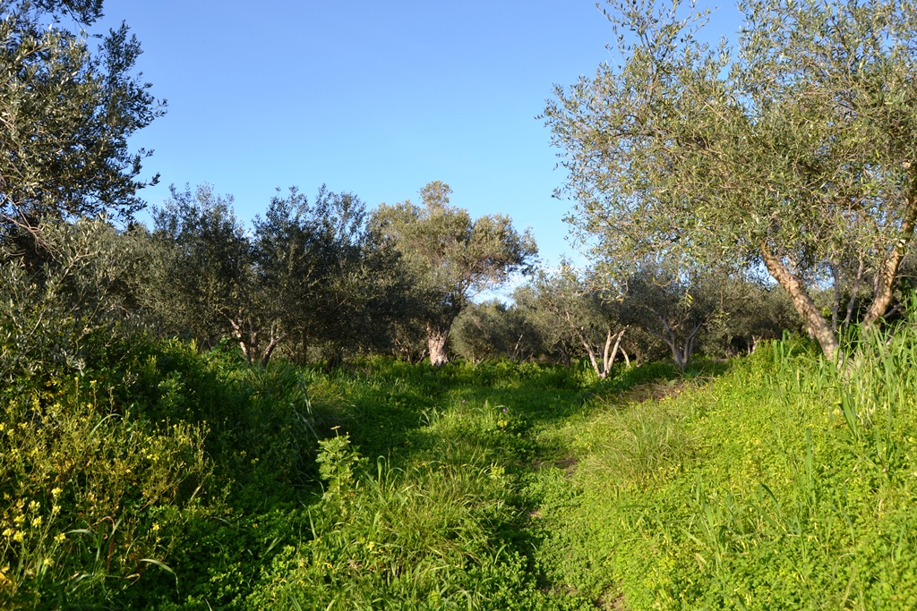 Terreno a Heraklion, Grecia, 5 500 m2 - foto 3