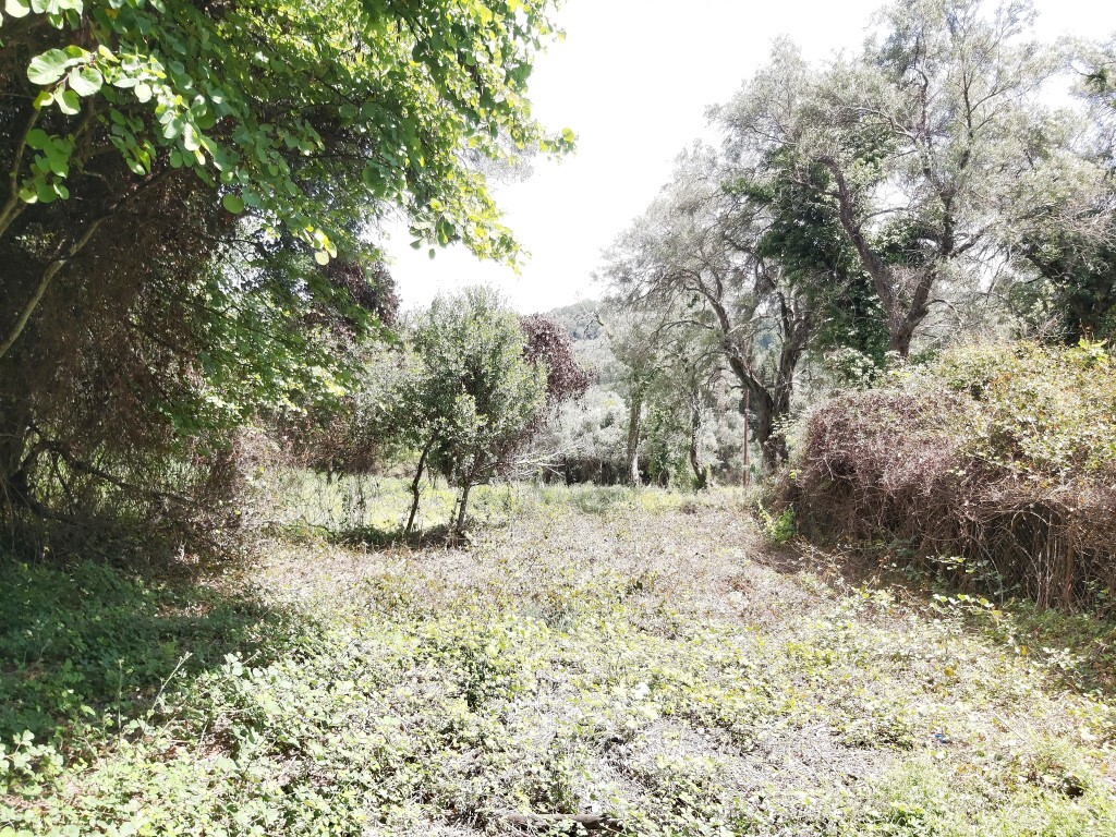 Land in Corfu, Greece, 700 m² - picture 3