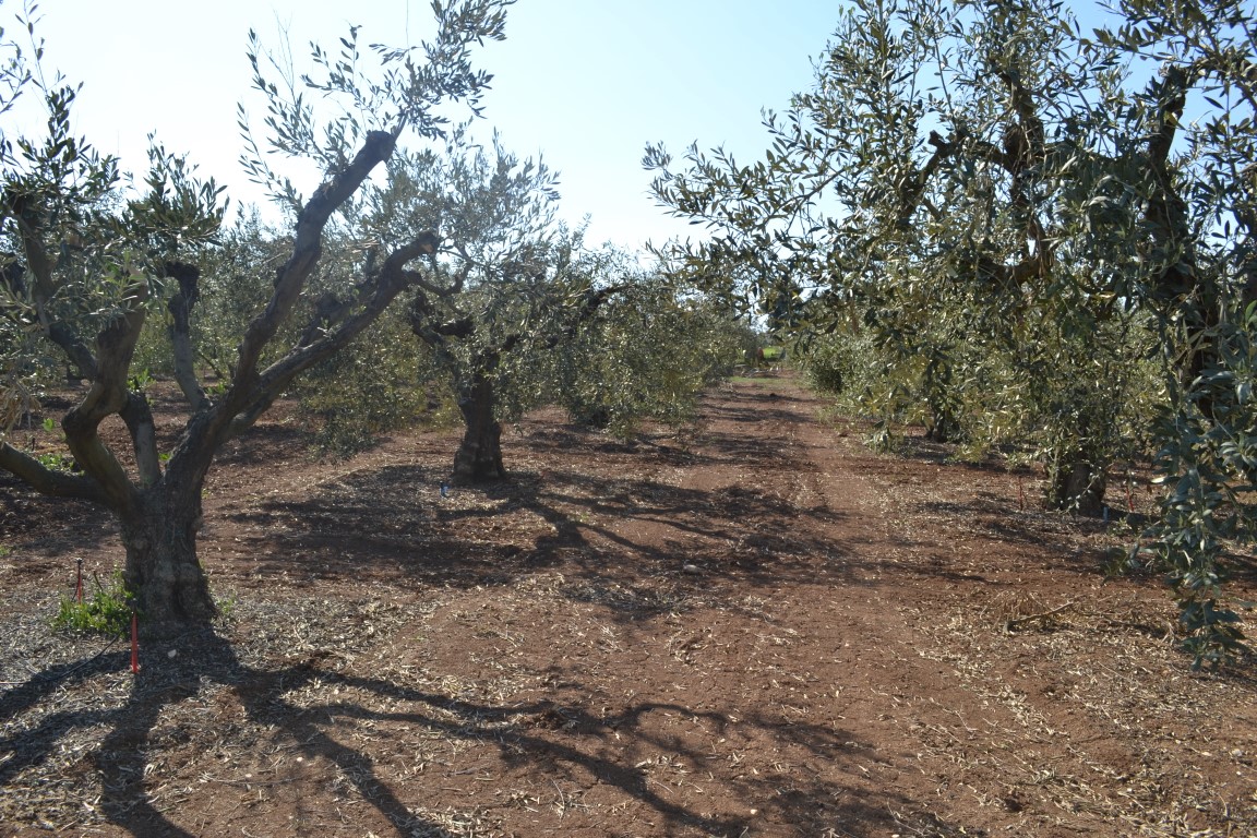 Grundstück in Chalkidiki, Griechenland, 5 000 m² - Foto 3