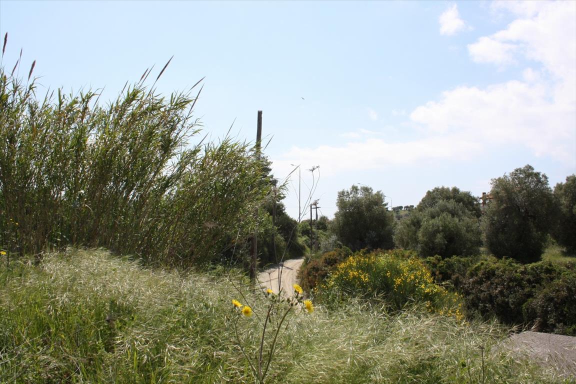Terrain à Kassandra, Grèce, 4 700 m² - image 3
