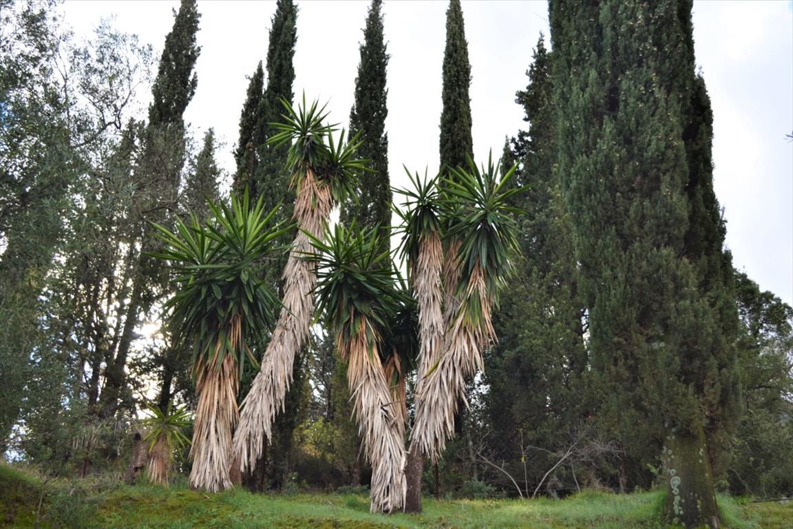 Terrain à Corfou, Grèce, 5 500 m² - image 3