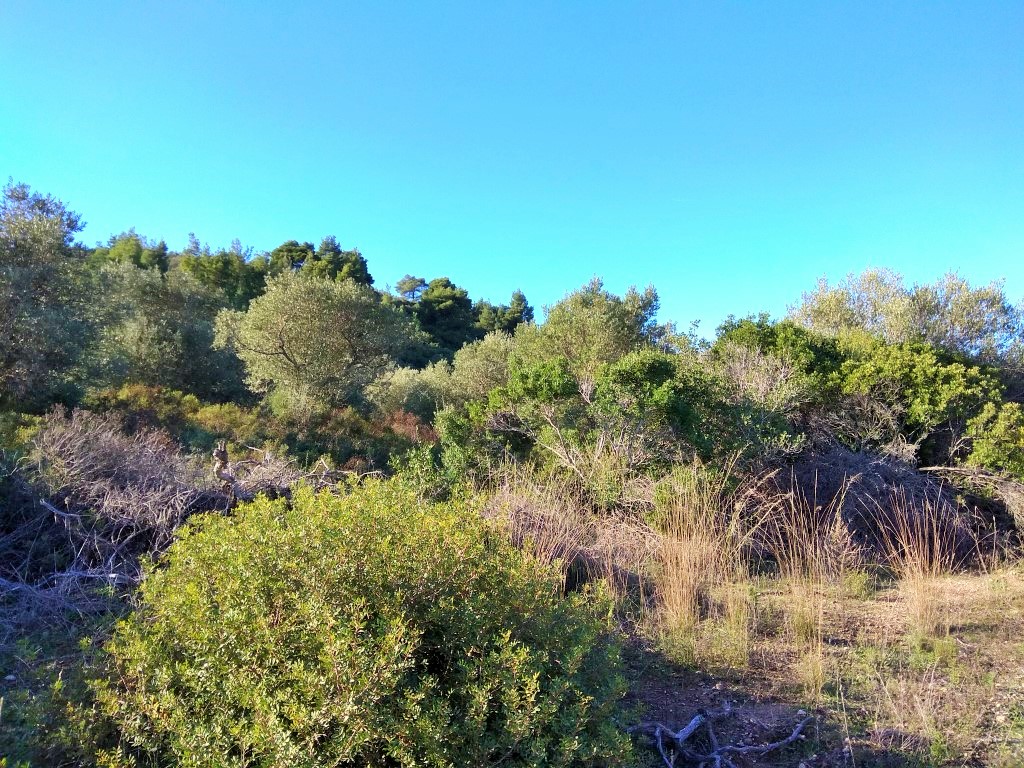 Terrain en Sithonie, Grèce, 36 000 m² - image 3