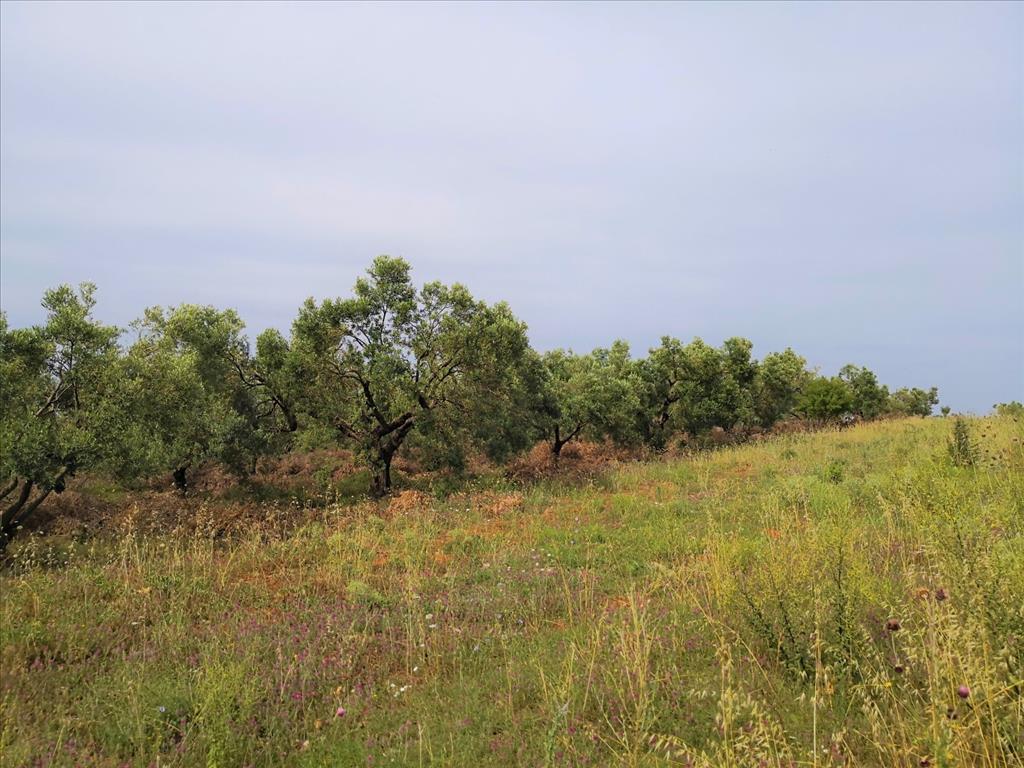 Grundstück in Sithonia, Griechenland, 5 330 m² - Foto 3