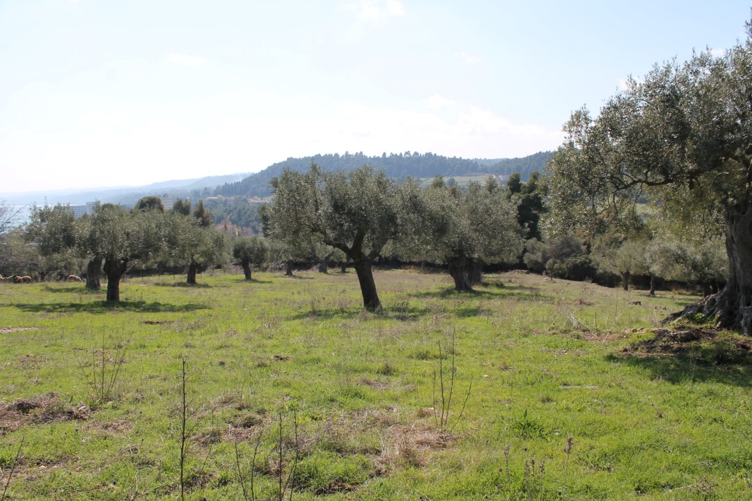 Terreno a Kassandra, Grecia, 6 400 m2 - foto 3