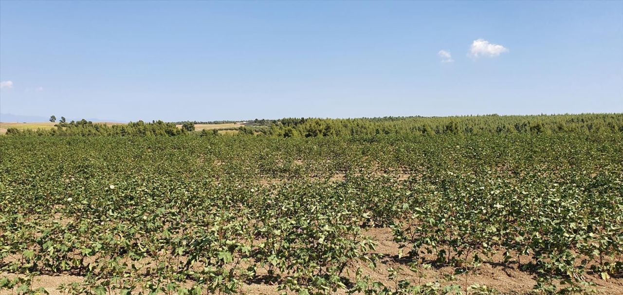 Land in Kassandra, Greece, 30 000 m² - picture 3