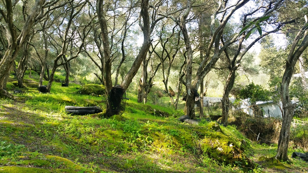 Land in Corfu, Greece, 7 000 m² - picture 3