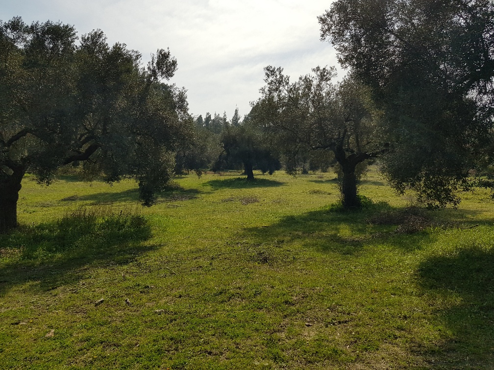 Terrain à Kassandra, Grèce, 4 300 m² - image 3