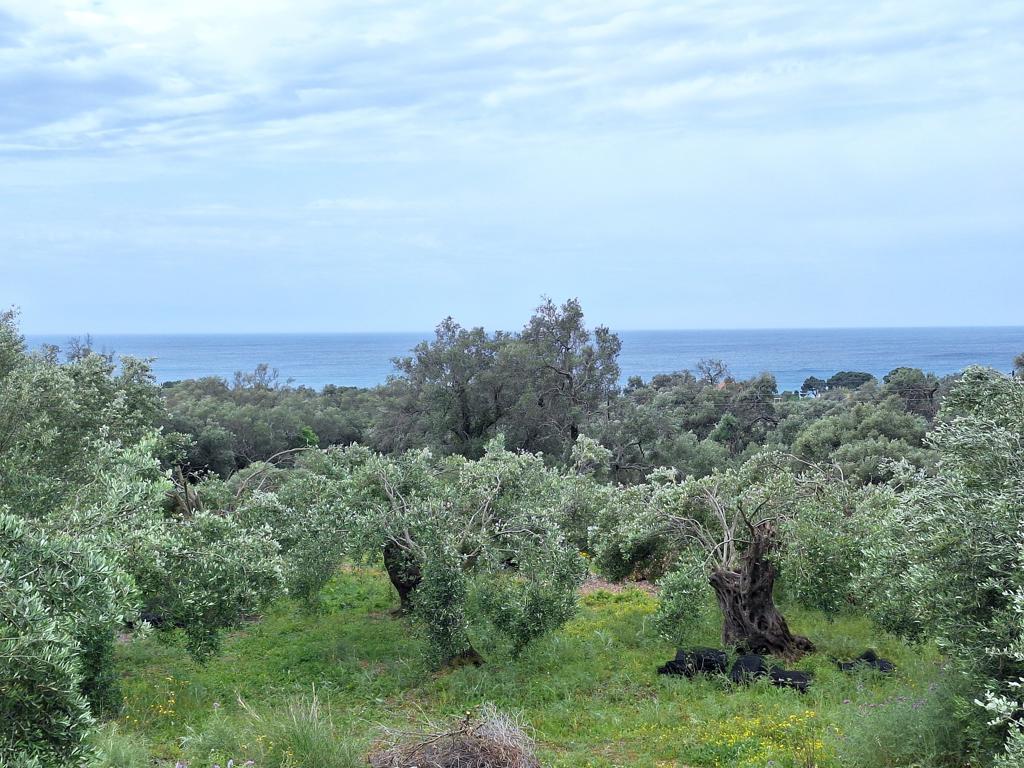 Land in Corfu, Greece, 7 000 m² - picture 3