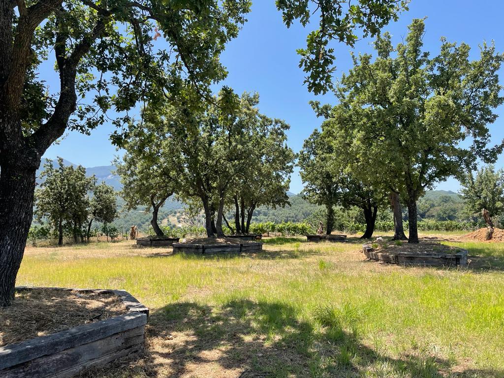 Land in Corfu, Greece, 26 159 m² - picture 3