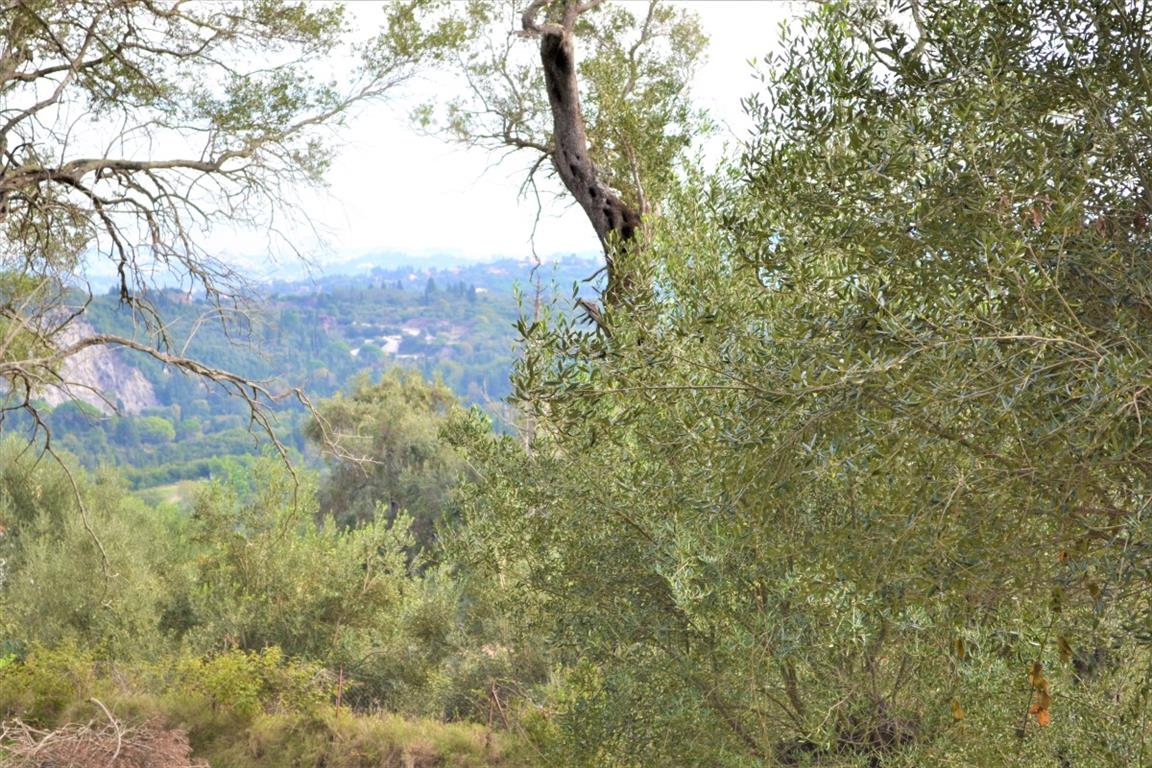 Terreno en Corfú, Grecia, 3 136 m² - imagen 3