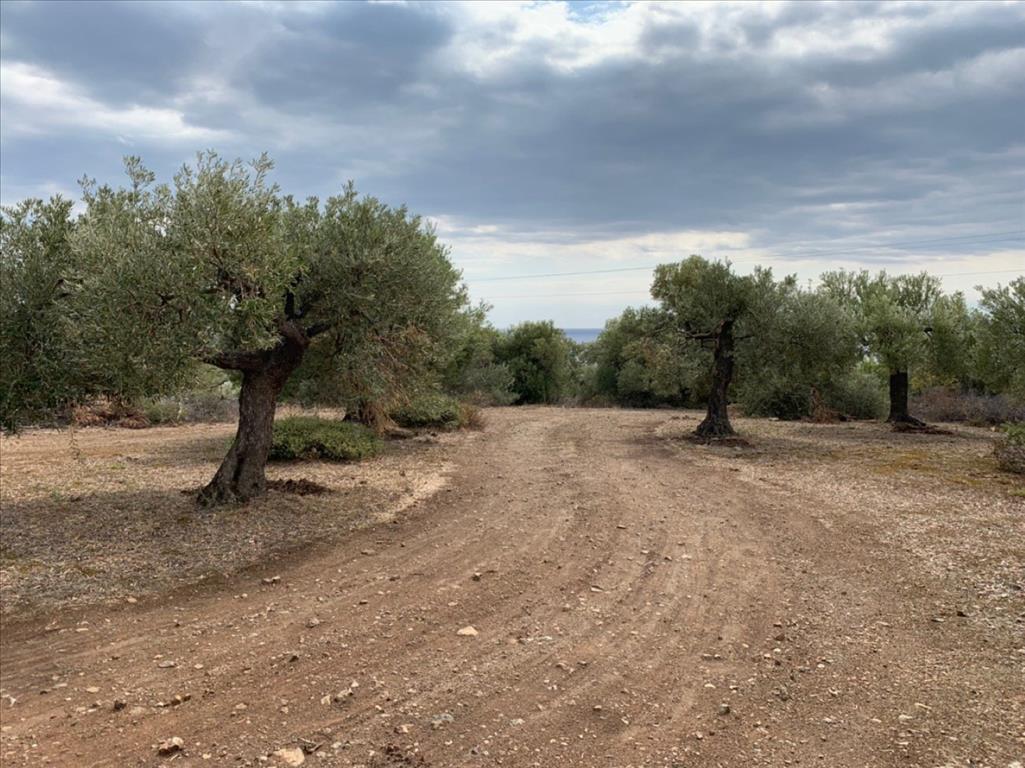 Terreno en Sitonia, Grecia, 12 458 m² - imagen 3