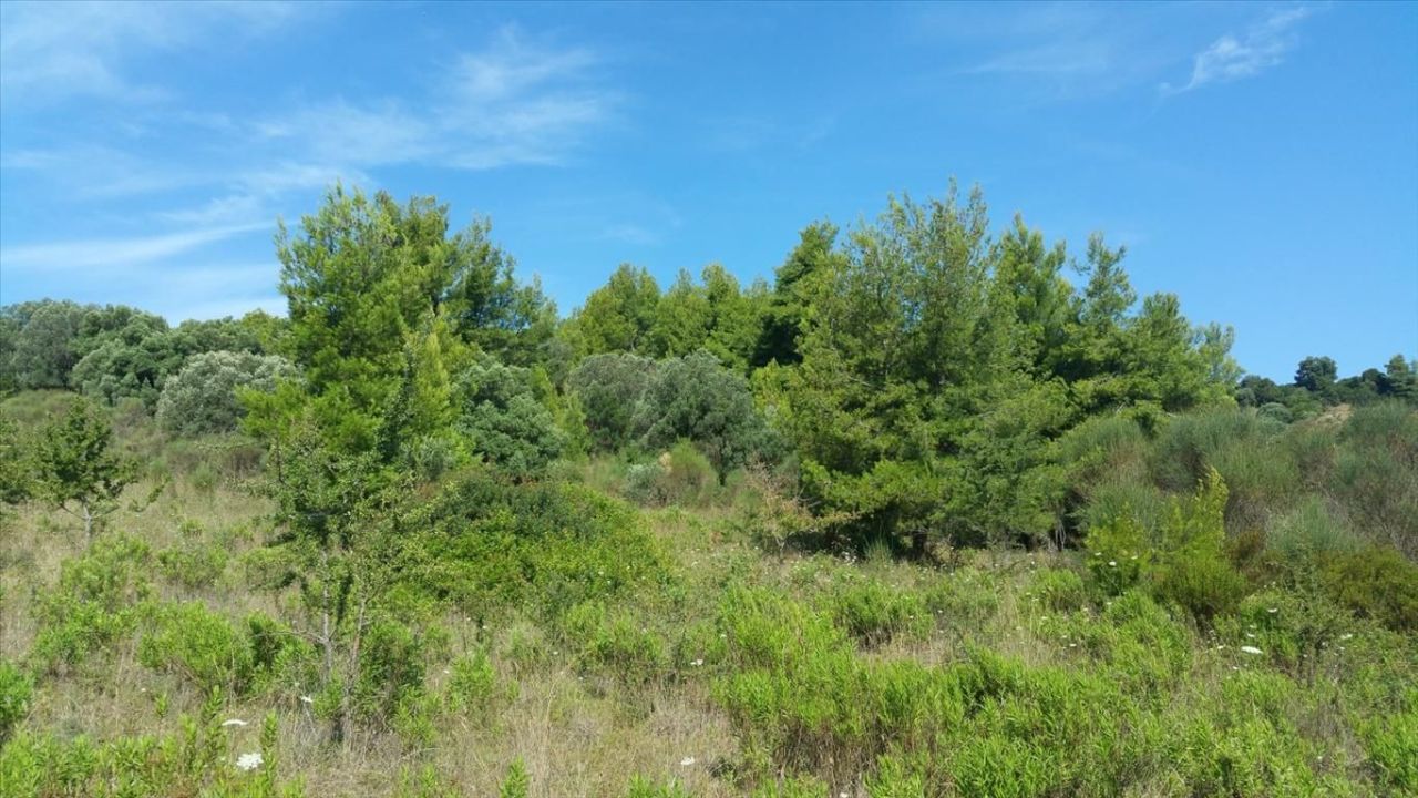 Grundstück in Kassandra, Griechenland, 9 000 m² - Foto 3