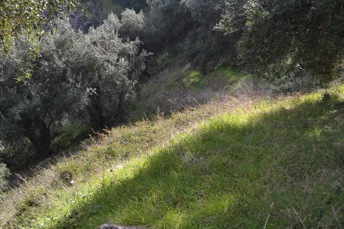 Land in Corfu, Greece, 4 420 m² - picture 3