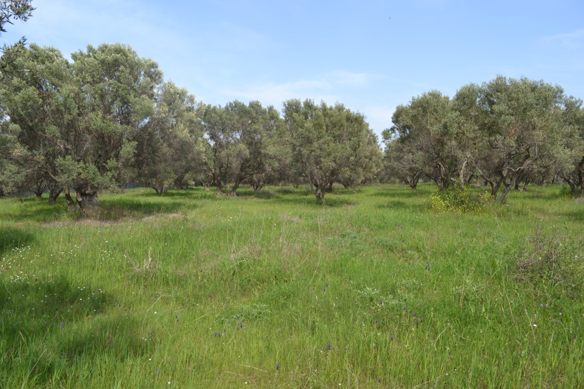 Terreno a Calcidica, Grecia, 3 050 m2 - foto 3