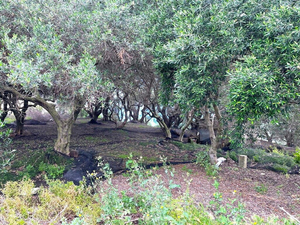 Land in Corfu, Greece, 940 m² - picture 4