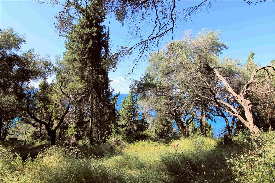 Terrain à Corfou, Grèce, 10 000 m² - image 4