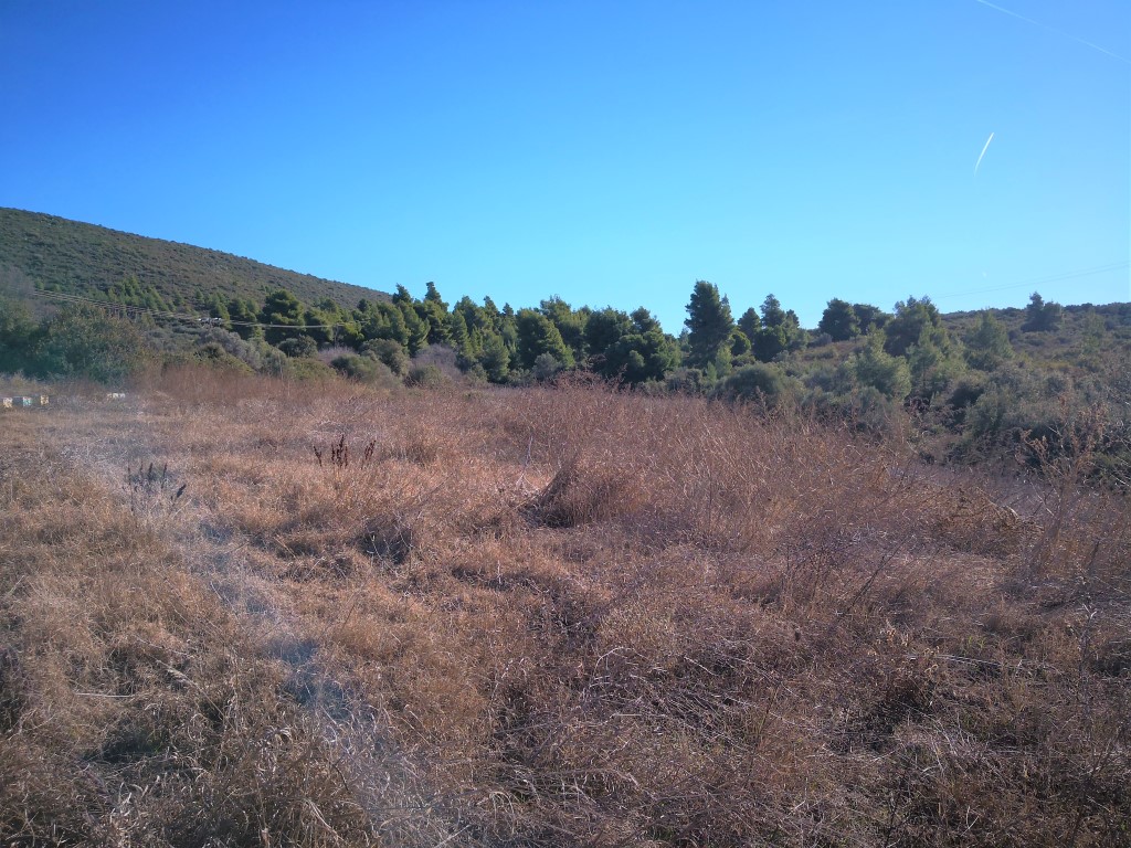 Grundstück in Sithonia, Griechenland, 12 000 m² - Foto 4