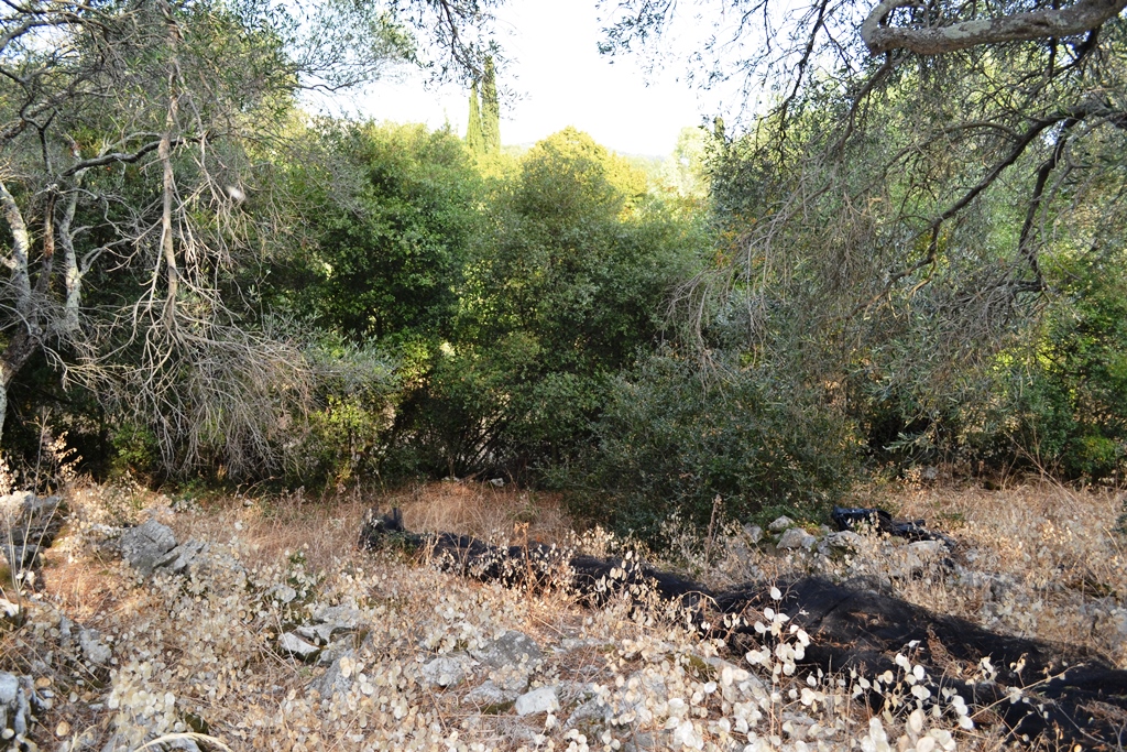 Land in Corfu, Greece, 6 500 m² - picture 4