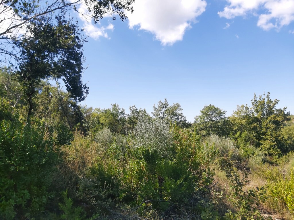 Land in Corfu, Greece, 48 000 m² - picture 4