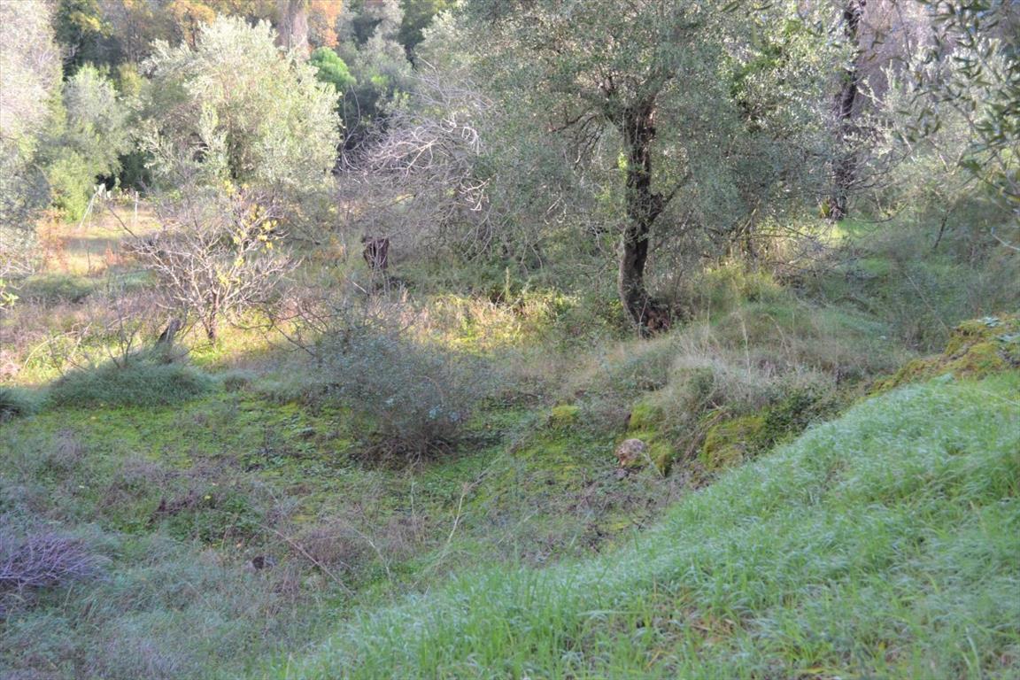Terrain à Corfou, Grèce, 5 500 m² - image 4