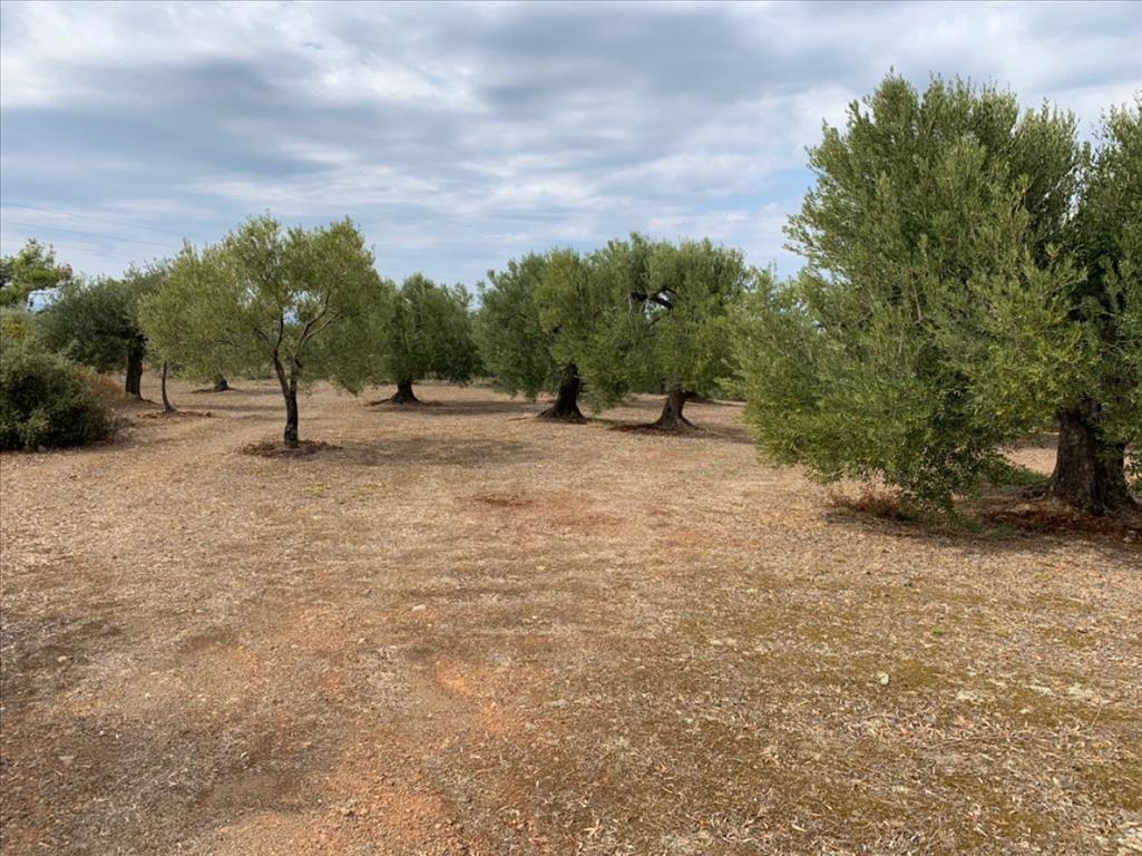 Terreno en Sitonia, Grecia, 12 458 m² - imagen 4