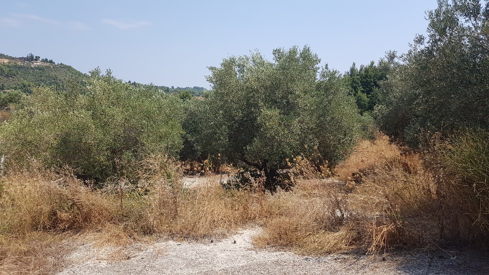 Land in Kassandra, Greece, 3 255 m² - picture 4