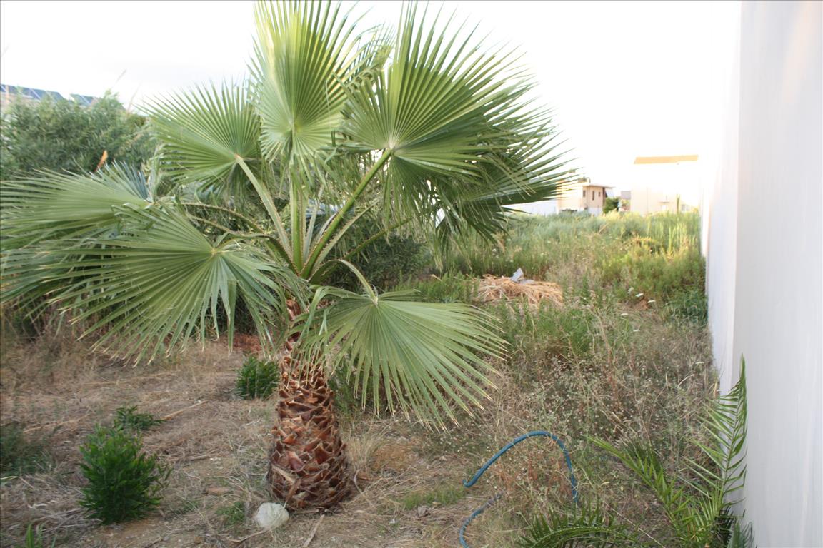 Terrain à Héraklion, Grèce, 1 294 m² - image 4