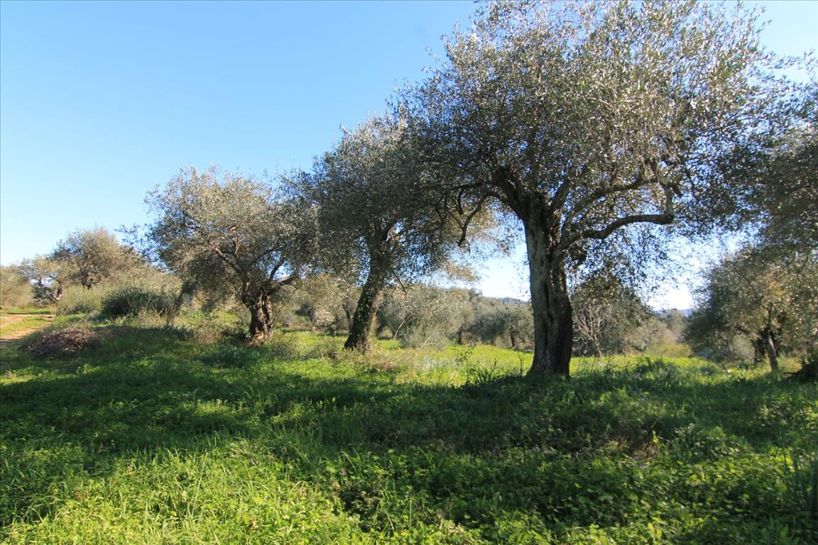 Terreno en Corfú, Grecia, 4 131 m² - imagen 4