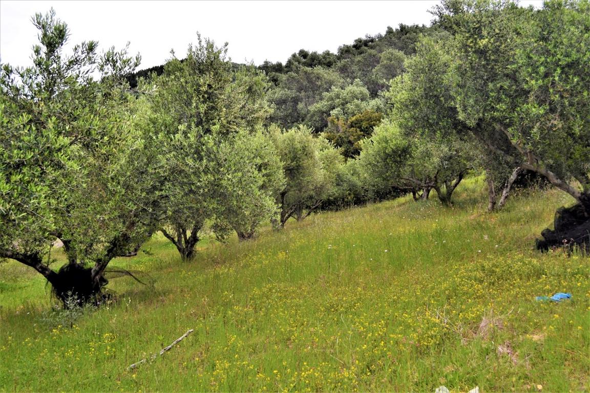 Terreno a Corfù, Grecia, 6 200 m2 - foto 4