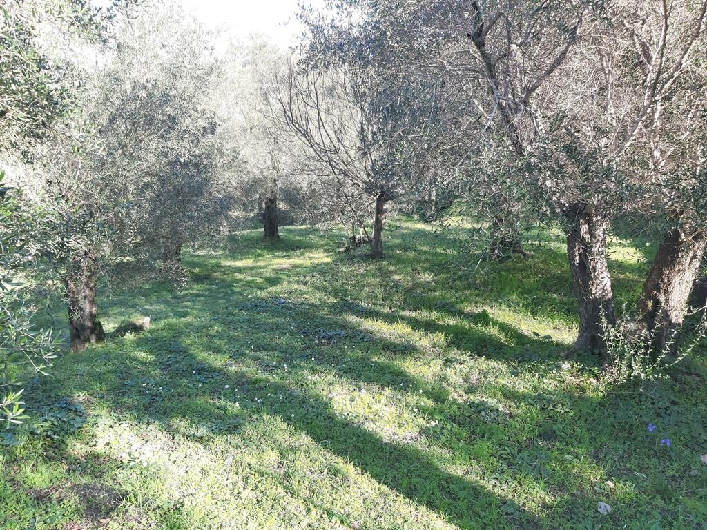 Terreno en Corfú, Grecia, 7 000 m² - imagen 4