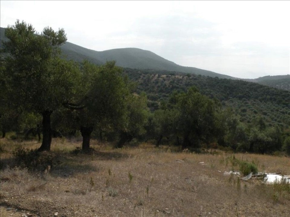 Land in Sithonia, Greece, 7 500 m² - picture 4