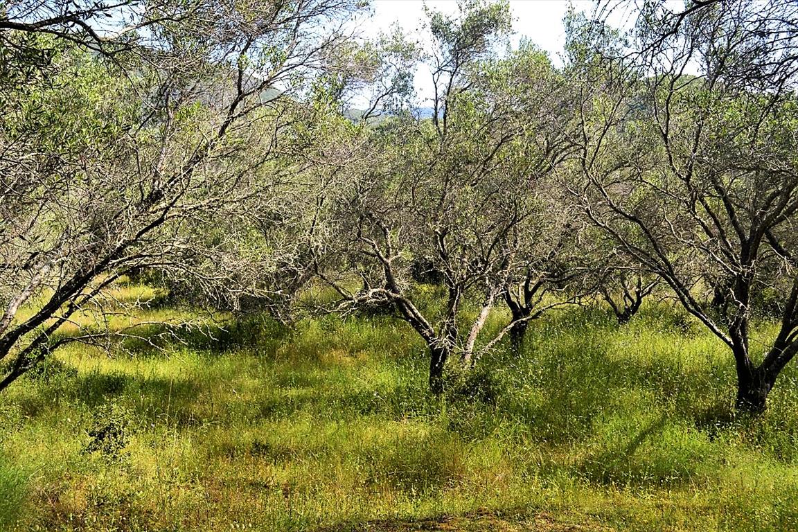 Terrain à Corfou, Grèce, 12 000 m² - image 4