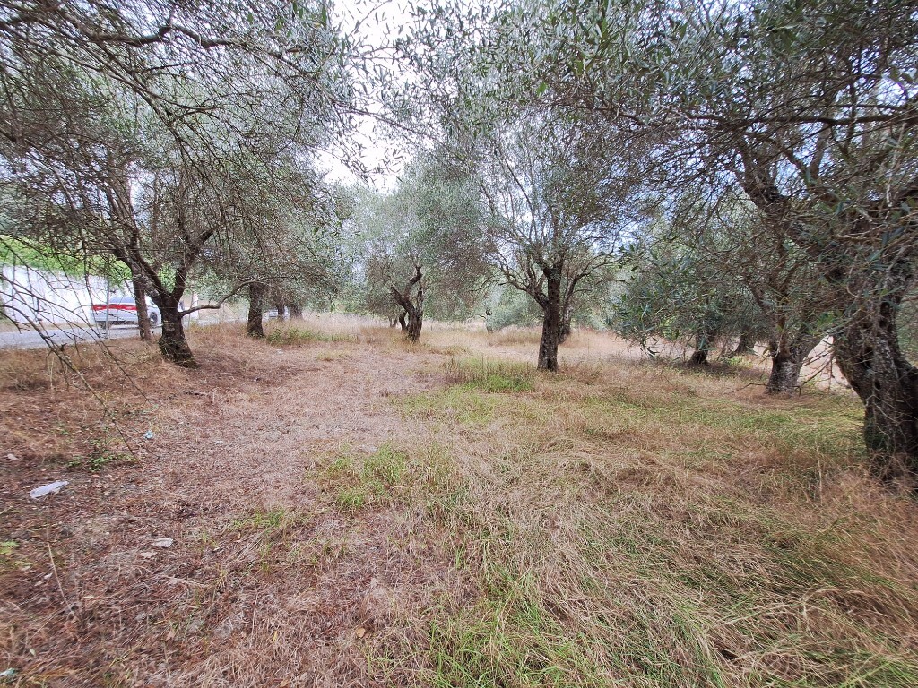 Land in Corfu, Greece, 5 500 m² - picture 4